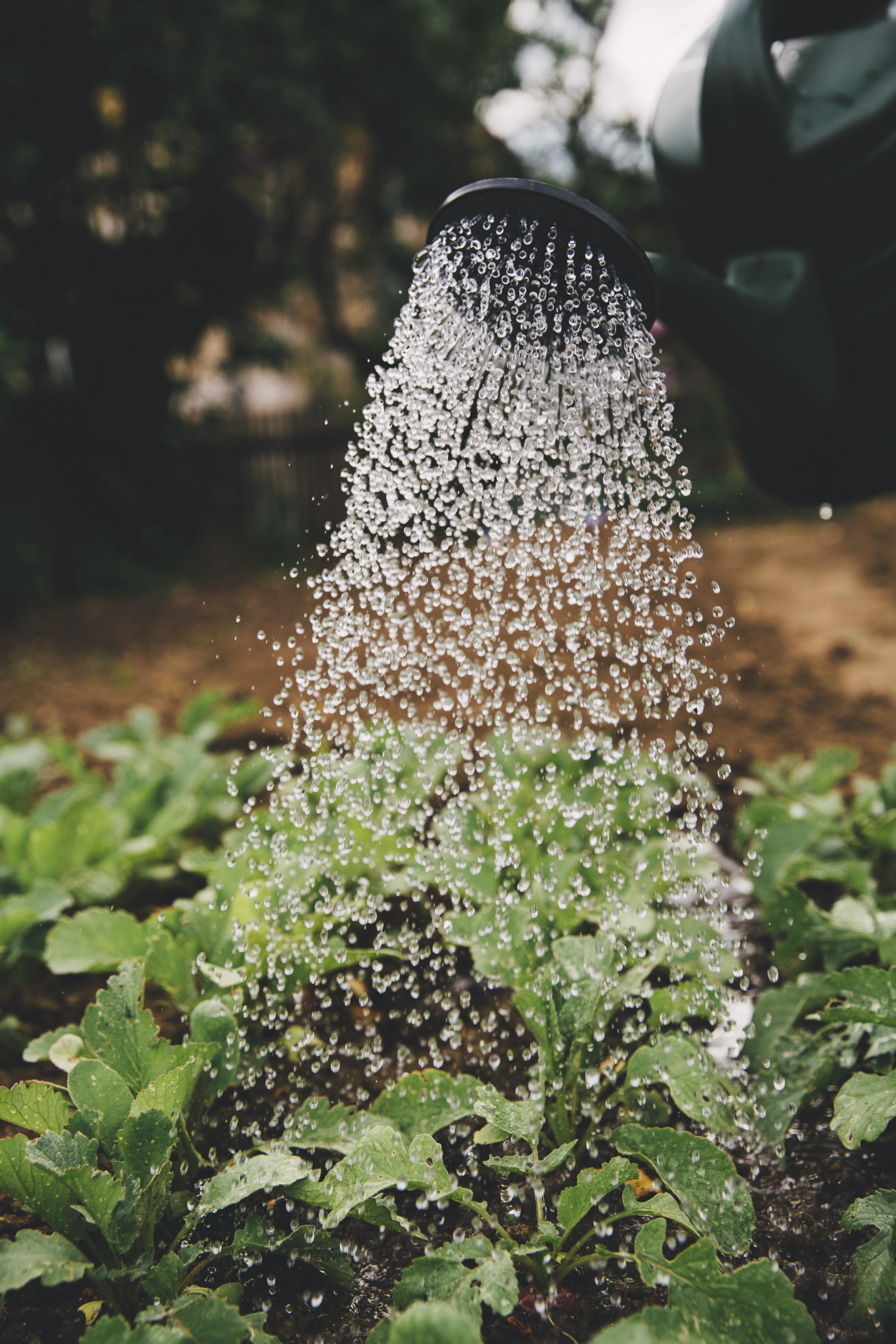 Watering plants in the garden.