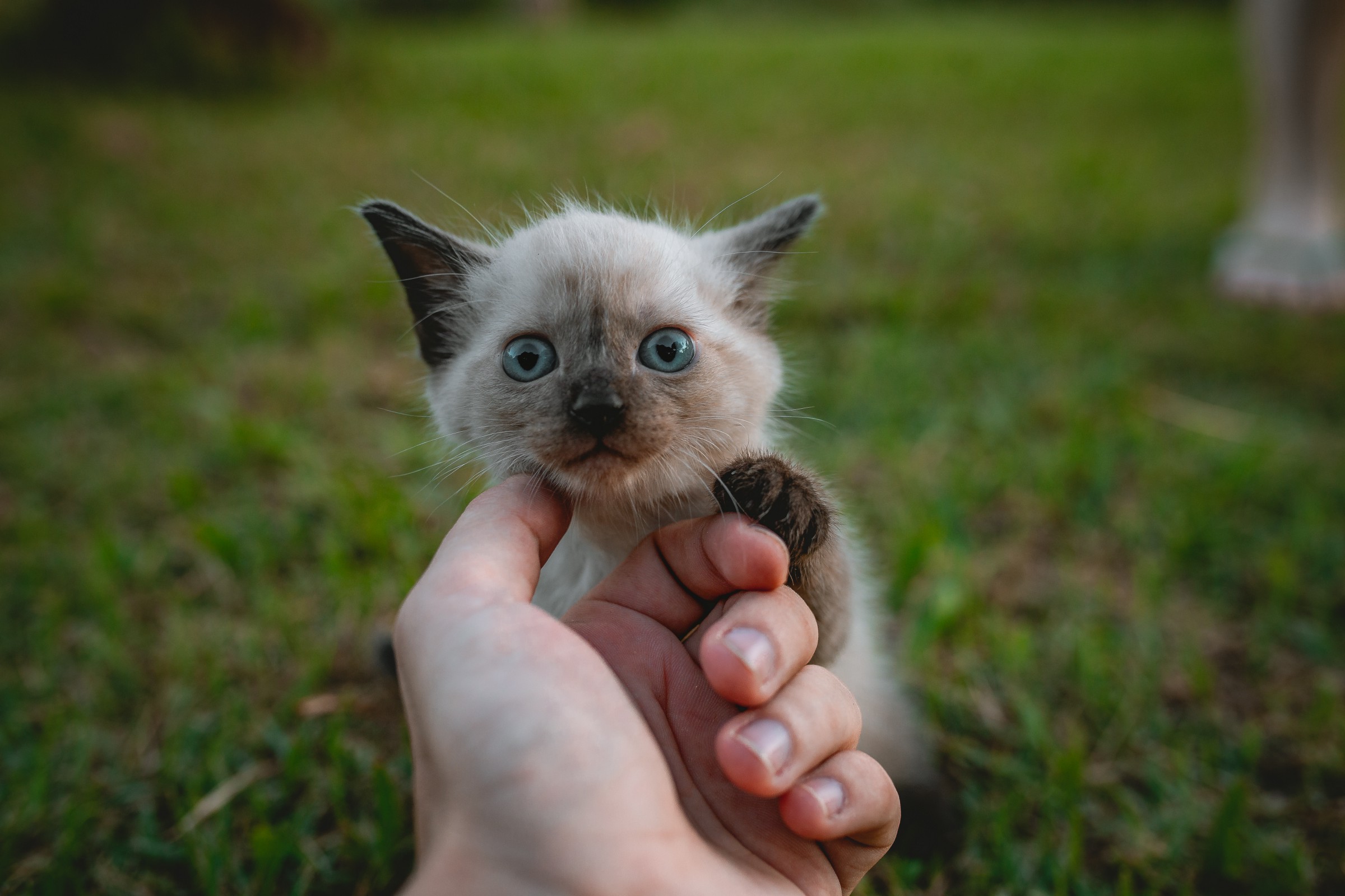 A little kitten being petted.